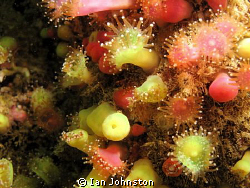 I know jewel anemonies are a cliche - but not without rea... by Ian Johnston 